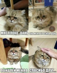 Кошки, которые "строят глазки" своим хозяевам