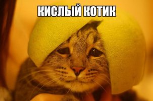 Кошки, которые "строят глазки" своим хозяевам