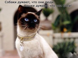 Кошки, которые "строят глазки" своим хозяевам