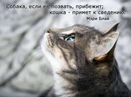 Кошки, которые "строят глазки" своим хозяевам