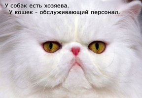 Кошки, которые "строят глазки" своим хозяевам