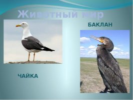 Смешные комментарии и высказывания из социальных сетей