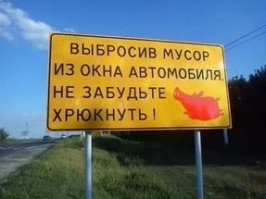 Свиньи на дороге