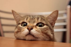 Кошки, которые "строят глазки" своим хозяевам