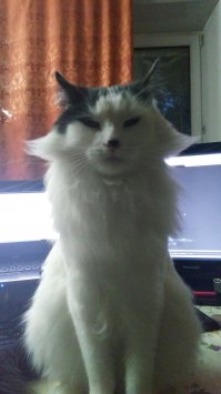 Кошки, которые "строят глазки" своим хозяевам