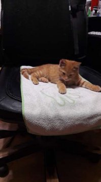 Подобрала чудесного кота два дня назад, кто-то отрезал котику часть ушка, отмыла, полечила. Но не уживается с моим взрослым котом. Ищу добрые руки. Воронеж.