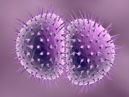 Neisseria gonorrhoeae - триппер.