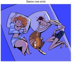 Как вы спите решает кот!