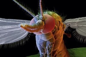 Чем комар изволит кушать.