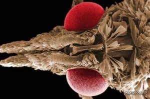 Чем комар изволит кушать.