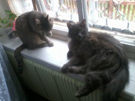 Мои.Оба из приютов.:)