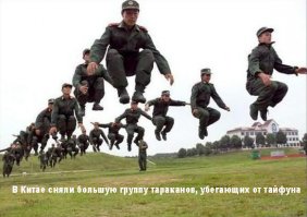 В Китае сняли большую группу тараканов, убегающих от тайфуна