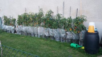 Надо же было столько выложить! Молодец!
...
За эту фотку спасибо.
В следующем году попробую.