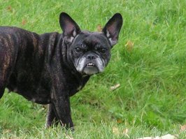 Собаки, иногда, такие умные бывают что просто поразиться можно. Была у меня такая. Французский бульдог. Звали Луша. Однажды гуляли с ней в парке.На берегу пруда стоит скульптура Сфинкса. Она остановилась. Замерла. Смотрит внимательно. Потом на меня. Подбегает к хвосту. Cмотрит то на фигуру, то на меня. Потом к голове. Опять смотрит на человеческое лицо и потом опять на меня. Гавкнула, прямо как будто просила "Хозяин! Объясни! Почему у собаки голова человека ?!"