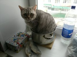 Криминальная сводка недели