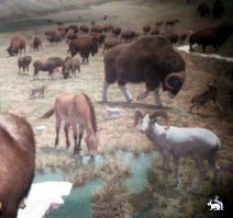 Цивилизация №0