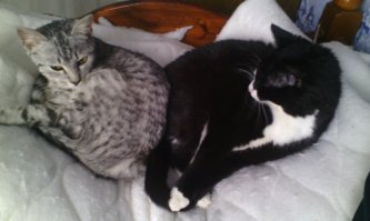 Лизка , черная кошка , приблуда , сама к нам вышла котенком . 
У нас пропала старая кошка , бывает , что они уходят , когда приходит их время ....долго переживали и решили взять бездомного котенка , я знала в каком подвале они есть .
До подвала не дошли , Лиза , как вроде знала зачем мы идем , выкатилась к нам под ноги . 
Тихон , интернатский , был на передержке .
Тихон сейчас здоровенный добродушный котяра ) 
Вот такого собакена привез муж с другого города , пожалел , мы его пристроили к нашему деду , все ему веселее .