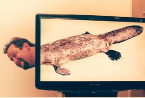 Сразу видно иностранцев, у нас бы по другому совместили