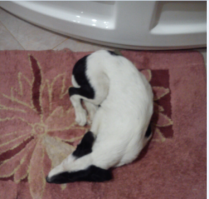 Вот такое вот сегодня домой принёс. Отдыхает)