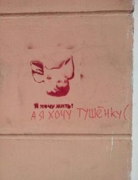 Трансплантация человеку внутренних органов свиней: преодолен последний барьер