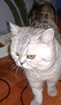 Мой шотландец, тоже уверена, не способен на хитрость и коварство)))  Благородный, красивый, умный и очень любимый кот!!!!!