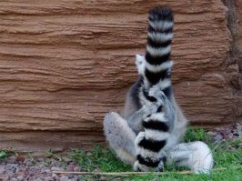 ГАИшники играют в прятки: кто не спрятался, я не виноват