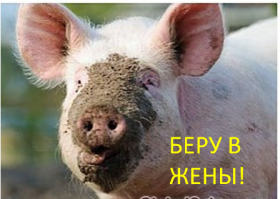 Счастливая свинья, спасенная от наводнения, стала новой звездой битвы фотошоперов