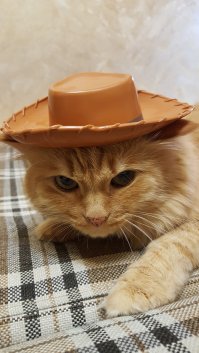 Вот вам мой кот тогда уж... раз в тему