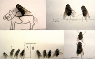 Добавлю мух