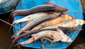 вот за таких детей,  рыбака надо кастрировать. они еще нереститься не начали. сколько тут мяса то ?
ладно если бы это обычная щука !!!!!!!!!!!