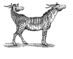 Тяни-толкай?