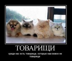 Как незаметно влиться в коллектив?