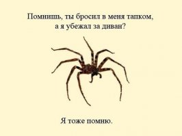 Плохая погода спровоцировала нашествие больших пауков в домохозяйства Великобритании