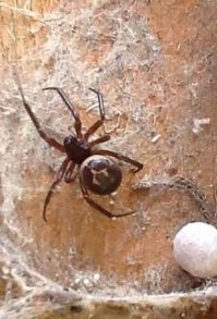 Увидел такого, убей.
Увидел еще раз, еще раз убей.