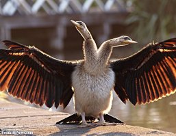 Герб на монетах России