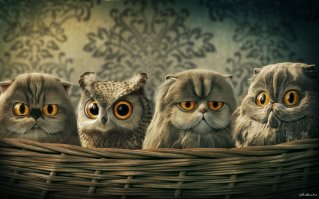 Как незаметно влиться в коллектив?