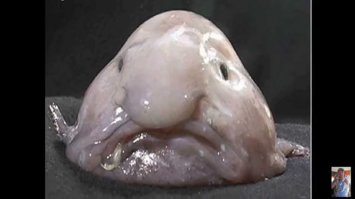 И как же рыбу-каплю забыли???