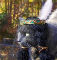 Коты в шляпках - смешнее не бывает!