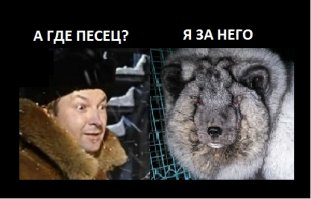 Вот как в Финляндии выращивают «песцов-монстров»: зоозащитники потрясены