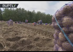Вдвоём с сыном??? ( Только что чёрная кошка пробежала,... и опять такая же чёрная кошка пробежала... ) Матрица "работает"...