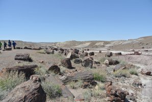 Деревья-самоцветы: как поленья становятся кристаллами