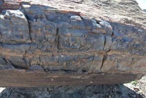 Деревья-самоцветы: как поленья становятся кристаллами