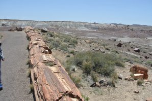 Деревья-самоцветы: как поленья становятся кристаллами