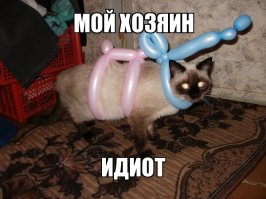 ответ котэ на этот пост...