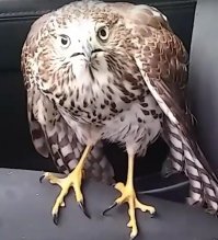 ястреб взглядом как бэ говорит:
- чё акуел? сам песдуй на улицу в такую погоду!