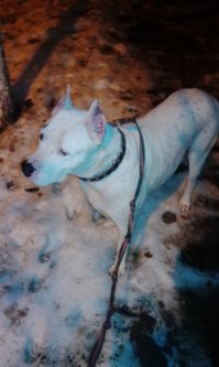 Прекрасная собака, но в квартире ей реально тесно.