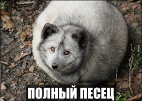 Вот как в Финляндии выращивают «песцов-монстров»: зоозащитники потрясены