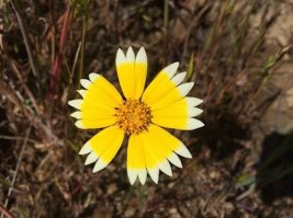 зазоры между лепестками хаотичны, настроение от поста испорченно сжечь автора