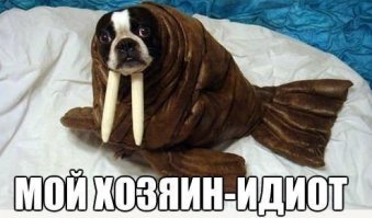 Эти забавные животные