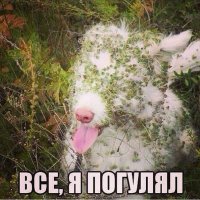 Эти забавные животные